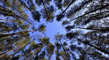 ‘Win-win’: new maps reveal best opportunities for global reforestation ‘Win-win’: new maps reveal best opportunities for global reforestation