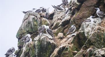 Peru's guano coastal birds face crisis as population drops over 75%, scientists say Peru's guano coastal birds face crisis as population drops over 75%, scientists say