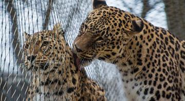 The struggle to save Iraq's last Persian leopards