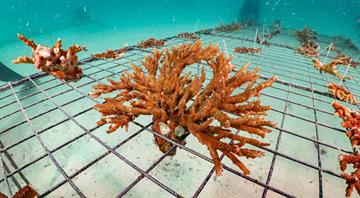 Environment Agency–Abu Dhabi expands coral reefs rehabilitation project planting more than four million coral fragments in emirate’s waters Environment Agency–Abu Dhabi expands coral reefs rehabilitation project planting more than four million coral fragments in emirate’s waters