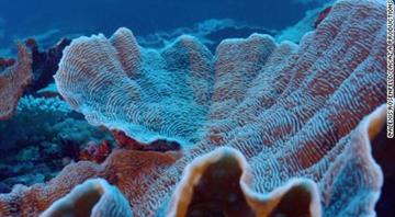 Pristine coral reef unblemished by warming oceans found off Tahiti