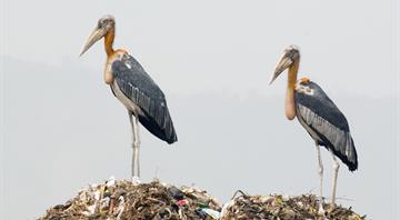 Cambodia releases rare captive-bred storks in conservation breakthrough Cambodia releases rare captive-bred storks in conservation breakthrough