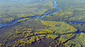 Methane from tropical wetlands is surging, threatening climate plans