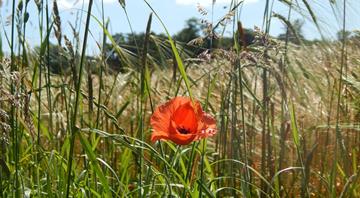 Nature in England at risk as amount of protected land falls to 2.93%, data shows