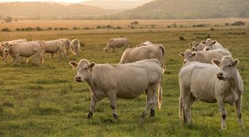 Cows help farms capture more carbon in soil, study shows