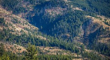 A Third of Forests Lost This Century Will Likely Never Be Restored A Third of Forests Lost This Century Will Likely Never Be Restored