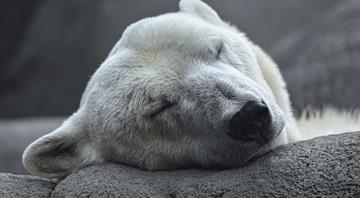 Polar bears face starvation threat as ice melts