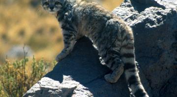 Endangered Andean cats found just outside Santiago