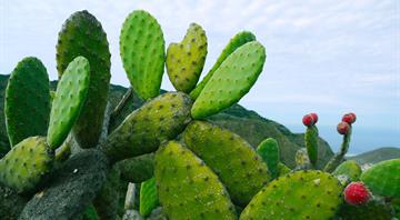 Cacti replacing snow on Swiss mountainsides due to global heating