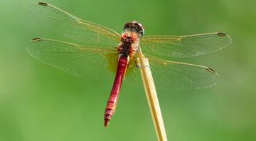 Dragonflies hit by 'perverse' destruction of wetlands -Red List