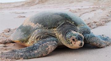 The Environment Agency–Abu Dhabi Records a Rare Green Turtle Nest for the First Time in Abu Dhabi