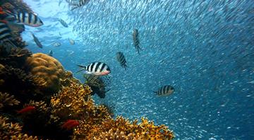 Fish struggle with warming oceans and acidification