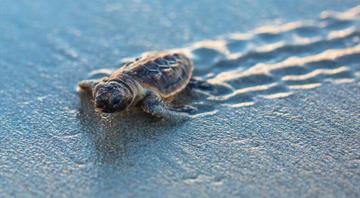 Hotter summers mean Florida's turtles are mostly born female