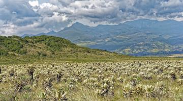 Botanists identify 33 global ‘dark spots’ with thousands of unknown plants