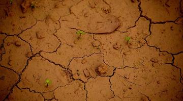 British researchers discover way to help plants survive in arid locations