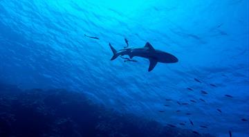 Sharks deserting coral reefs as oceans heat up, study shows