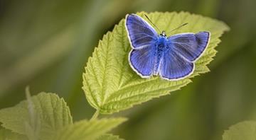 Startling genome discovery in butterfly project reveals impact of climate change in Europe