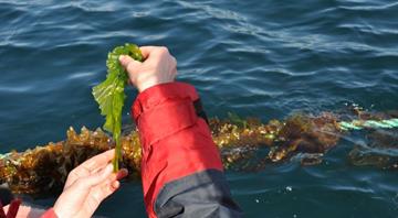 Seaweed is turning into a billion-euro industry also in Europe, but potentials for an inclusive sustainable transition are marginalised