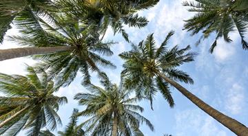 More than half of the world's palm trees in danger More than half of the world's palm trees in danger