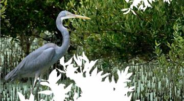 Environment Agency–Abu Dhabi, in Partnership with the Ministry of Climate Change and Environment and Emirates Nature-WWF, Launches National Guidelines for Mangrove Restoration