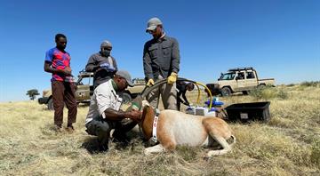 Environment Agency–Abu Dhabi Translocates New Batch of Scimitar-Horned Oryx and Addax to Chad