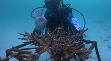 UAE: 4,000 coral polyps planted off Fujairah coast to regenerate marine ecosystem