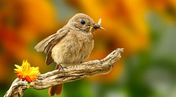 Climate change fundamentally affecting European birds, study shows