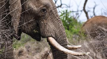 Trophy hunter killings spark fierce battle over the future of super tusker elephants