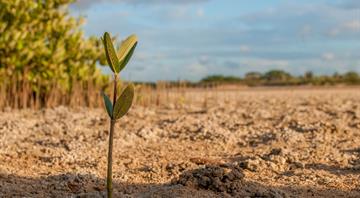 UAE: 10,000 mangrove trees planting drive starts May 11