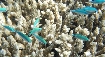 Great Barrier Reef suffers biggest annual drop in live coral since 1980s after devastating coral bleaching