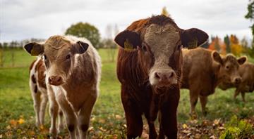 Flatulence tax: Denmark agrees deal for livestock emissions levy