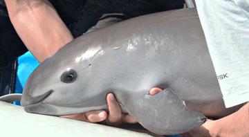 Mexico, NGO double down on efforts to protect world's smallest porpoise