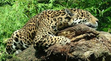 Mexico's jaguar population is up 30% since 2010, but still at risk Mexico's jaguar population is up 30% since 2010, but still at risk