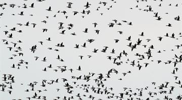 UK migratory birds 'in freefall' over climate change