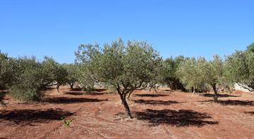 Olive farmers face danger, neglect after Israel’s war in southern Lebanon