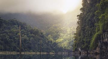 Billions more needed to protect tropical forests, warns new report