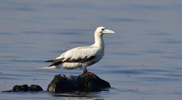 The Environment Agency–Abu Dhabi Reports Rare Bird Sighting on Qarnain Island