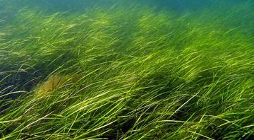 Eelgrass: the endangered marine plant vital to keeping climate stable