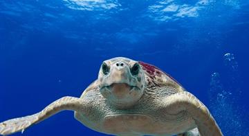 Is global warming helping loggerhead turtles colonise the Med?