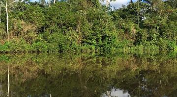 Deforestation in Brazilian Amazon down 64% in November