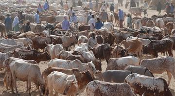 Kenya to insure livestock farmers against drought in $140 million plan