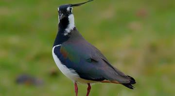 Wild bird numbers continue to fall in UK with some species in ‘dramatic freefall’