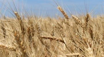 Analysis: Russia-Ukraine conflict highlights wheat supply vulnerability