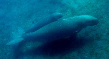 Gentle dugongs functionally extinct in Chinese waters - study