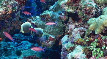 Robots, limestone are being used to save coral reefs