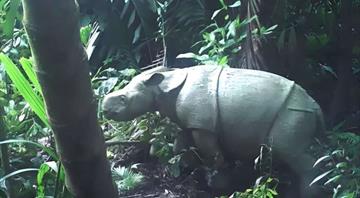 Rare Javan Rhino Calf Spotted in Indonesia