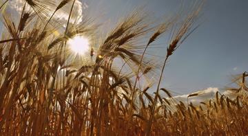 Food crops made 20% more efficient at harnessing sunlight