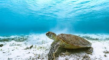 Green turtle bounces back from brink in conservation 'win' Green turtle bounces back from brink in conservation 'win'