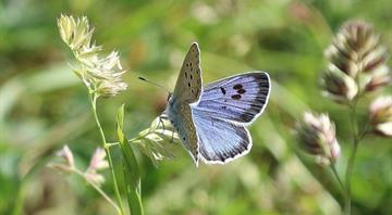Huge recovery for butterfly once extinct in the UK