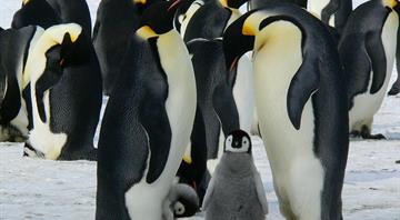 Emperor Penguin at serious risk of extinction due to climate change